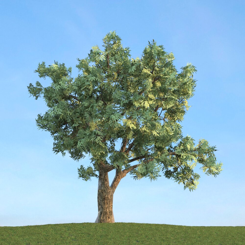 Salix Fragilis 02 3D 모델 