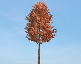 Pinus Sylvestris 12 3Dモデル
