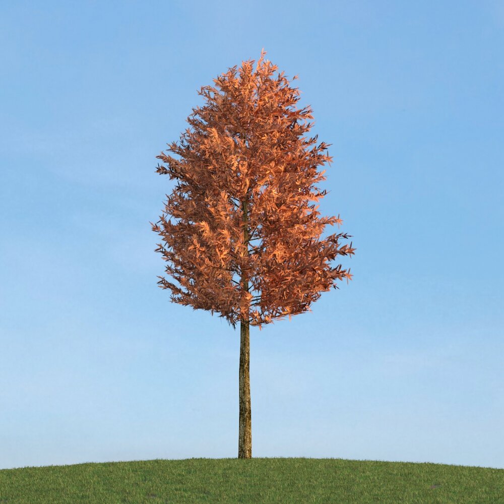 Pinus Sylvestris 12 Modèle 3D