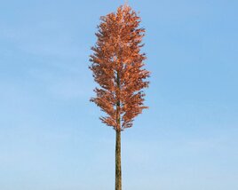 Pinus Sylvestris 13 Modelo 3D