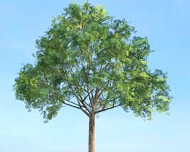 Aesculus Glabra 3D-Modell