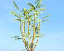 Dypsis Lutescens 3Dモデル