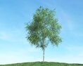 Solitary Tree 58 3D模型
