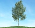 Solitary Tree 59 3D-Modell