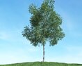 Solitary Tree 60 Modello 3D