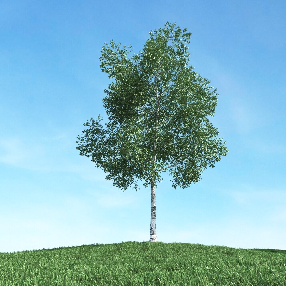 Solitary Tree 60 3D model