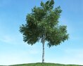 Solitary Tree 61 3d model