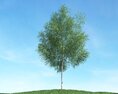 Solitary Tree 62 3Dモデル