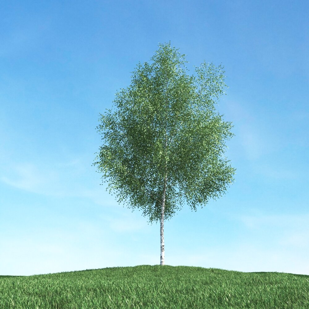 Solitary Tree 62 Modello 3D