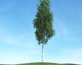 Solitary Tree 65 3D模型