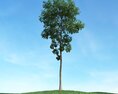 Solitary Tree 68 3d model