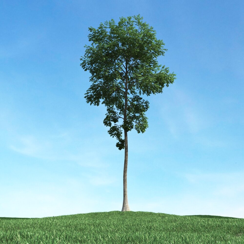 Solitary Tree 68 Modello 3D
