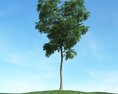 Solitary Tree 69 3d model