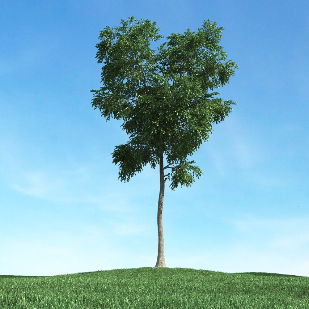 Solitary Tree 69 3D-Modell