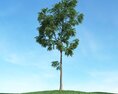 Solitary Tree 70 3D-Modell