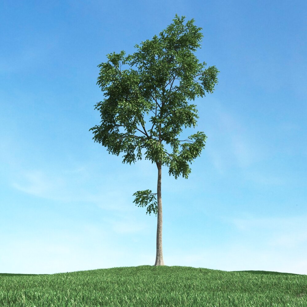 Solitary Tree 70 Modello 3D