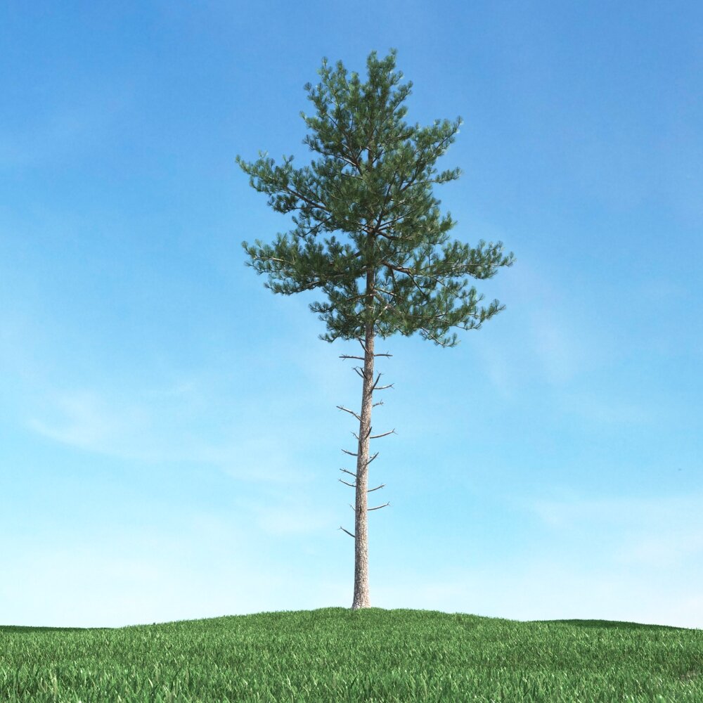 Solitary Tree 71 3D-Modell
