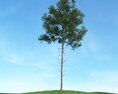 Solitary Tree 72 3d model