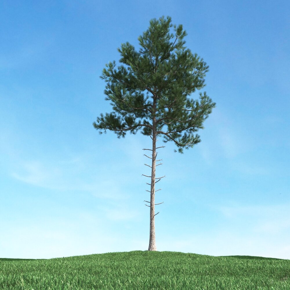 Solitary Tree 72 3D-Modell