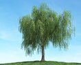 Verdant Weeping Willow 3Dモデル