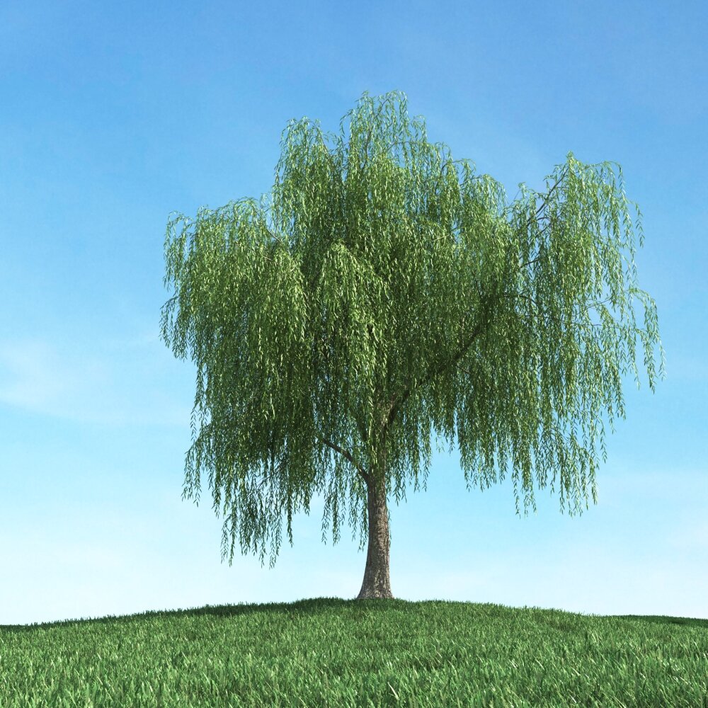 Verdant Weeping Willow 3Dモデル