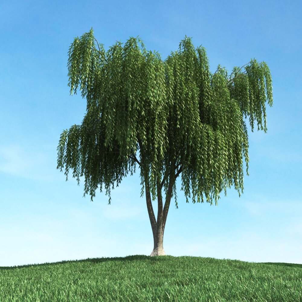 Verdant Weeping Willow 03 3D模型