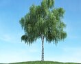 Solitary Willow Tree 03 3D 모델 