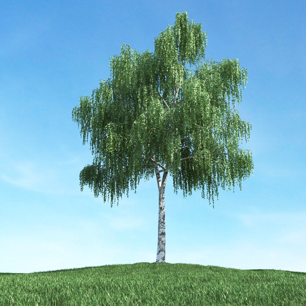 Solitary Willow Tree 03 Modèle 3D