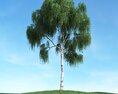 Summer Willow Tree 3D 모델 