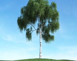 Summer Willow Tree 3D-Modell
