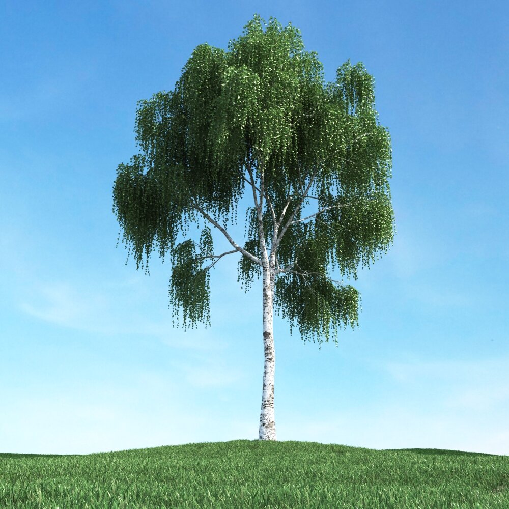 Summer Willow Tree 3D模型