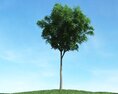 Solitary Tree 73 3D-Modell