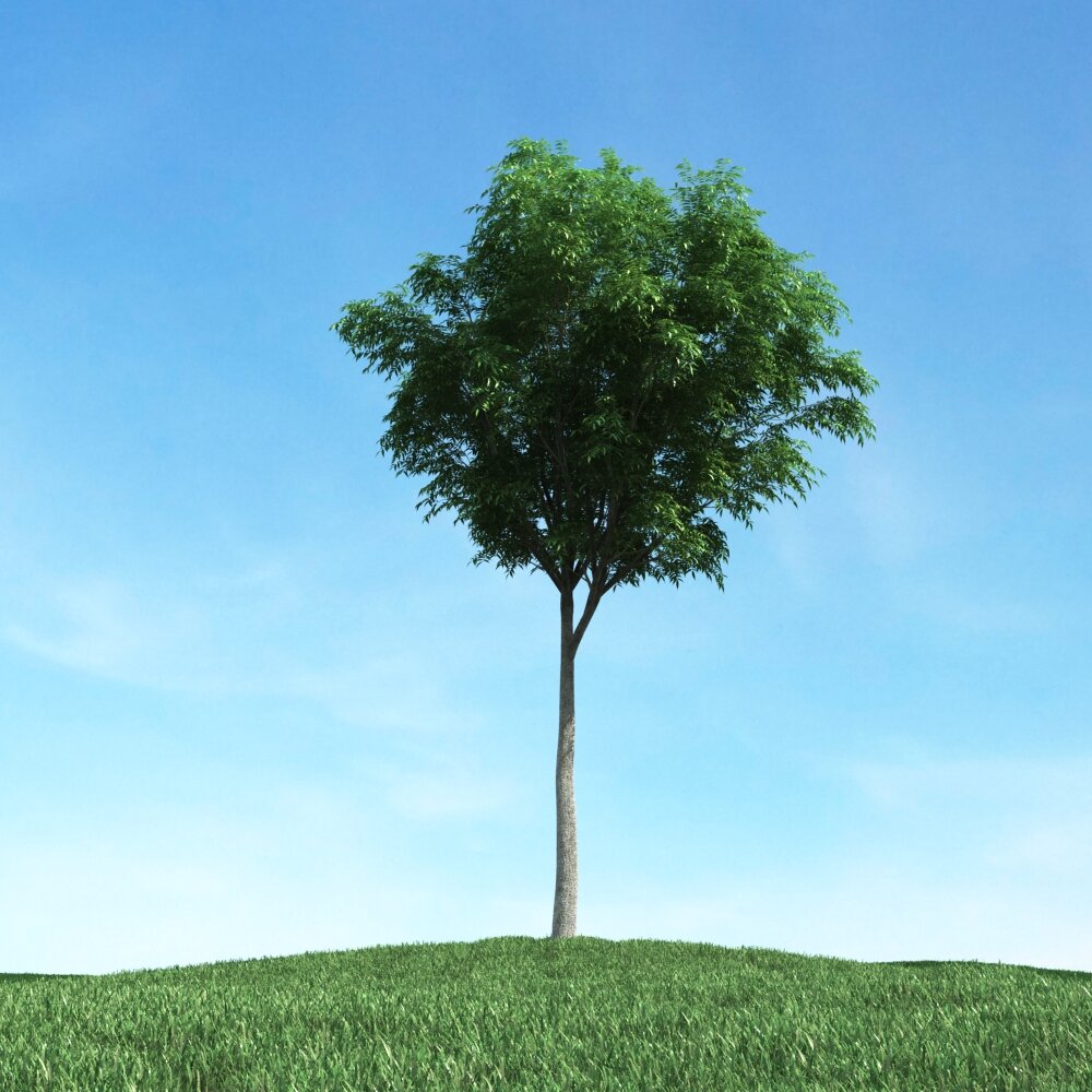 Solitary Tree 73 3Dモデル