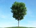 Solitary Tree 74 3D модель