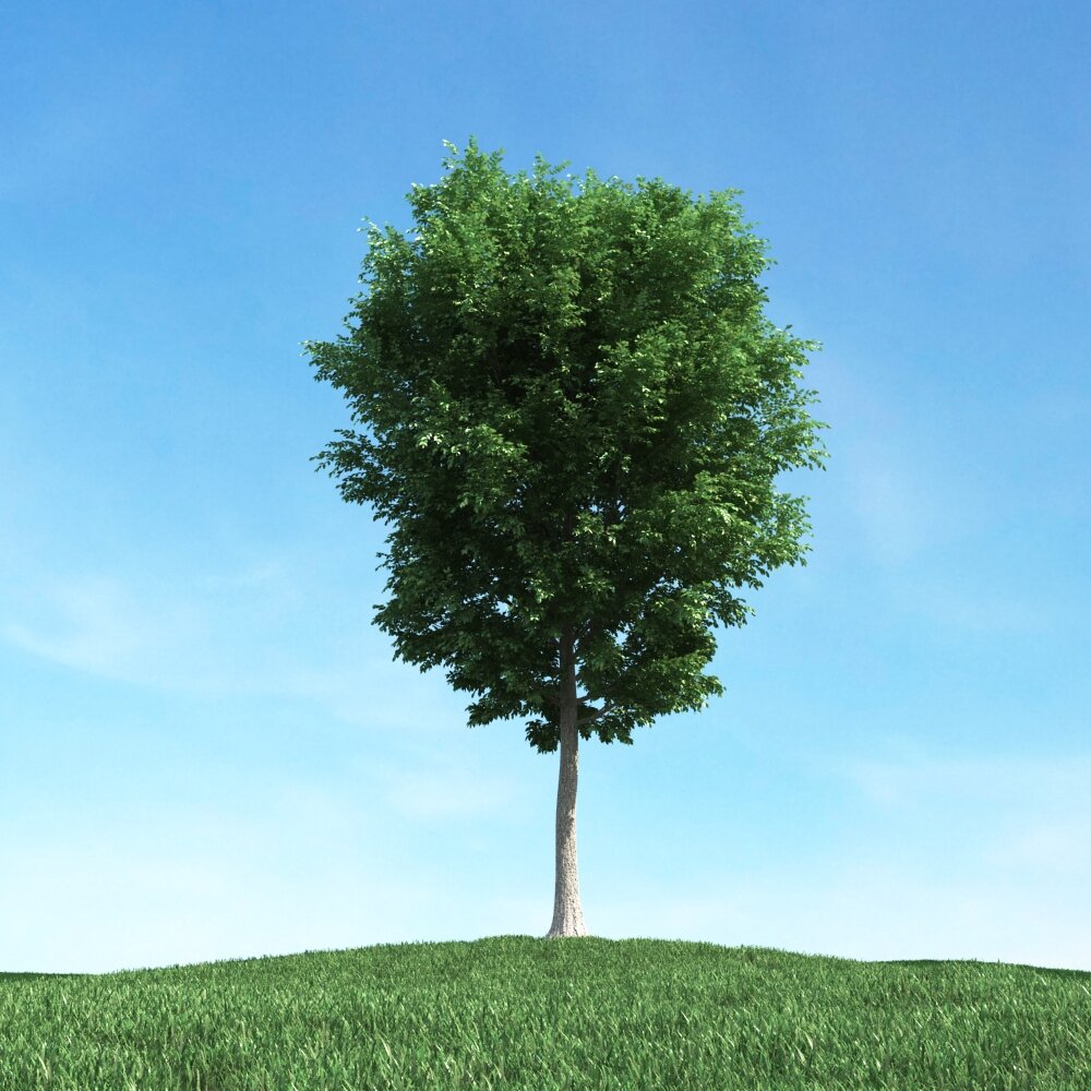 Solitary Tree 74 3D-Modell