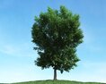 Solitary Tree 75 3D模型
