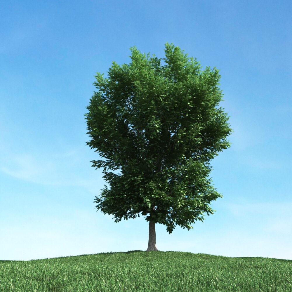 Solitary Tree 75 3D-Modell