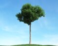 Solitary Tree 76 Modello 3D