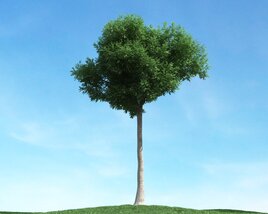 Solitary Tree 76 3D model