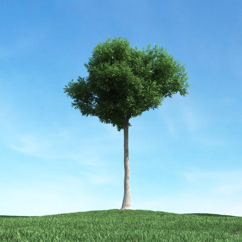 Solitary Tree 76 3D model