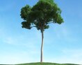 Solitary Tree 77 3D 모델 