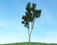 Solitary Tree 78 3D-Modell