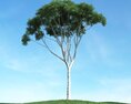 Solitary Tree 79 3d model