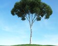 Solitary Tree 81 3D-Modell