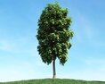 Solitary Tree 82 Modello 3D