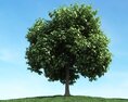 Solitary Tree 94 3Dモデル
