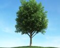 Solitary Tree 84 3D модель