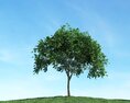 Solitary Tree 85 3D模型