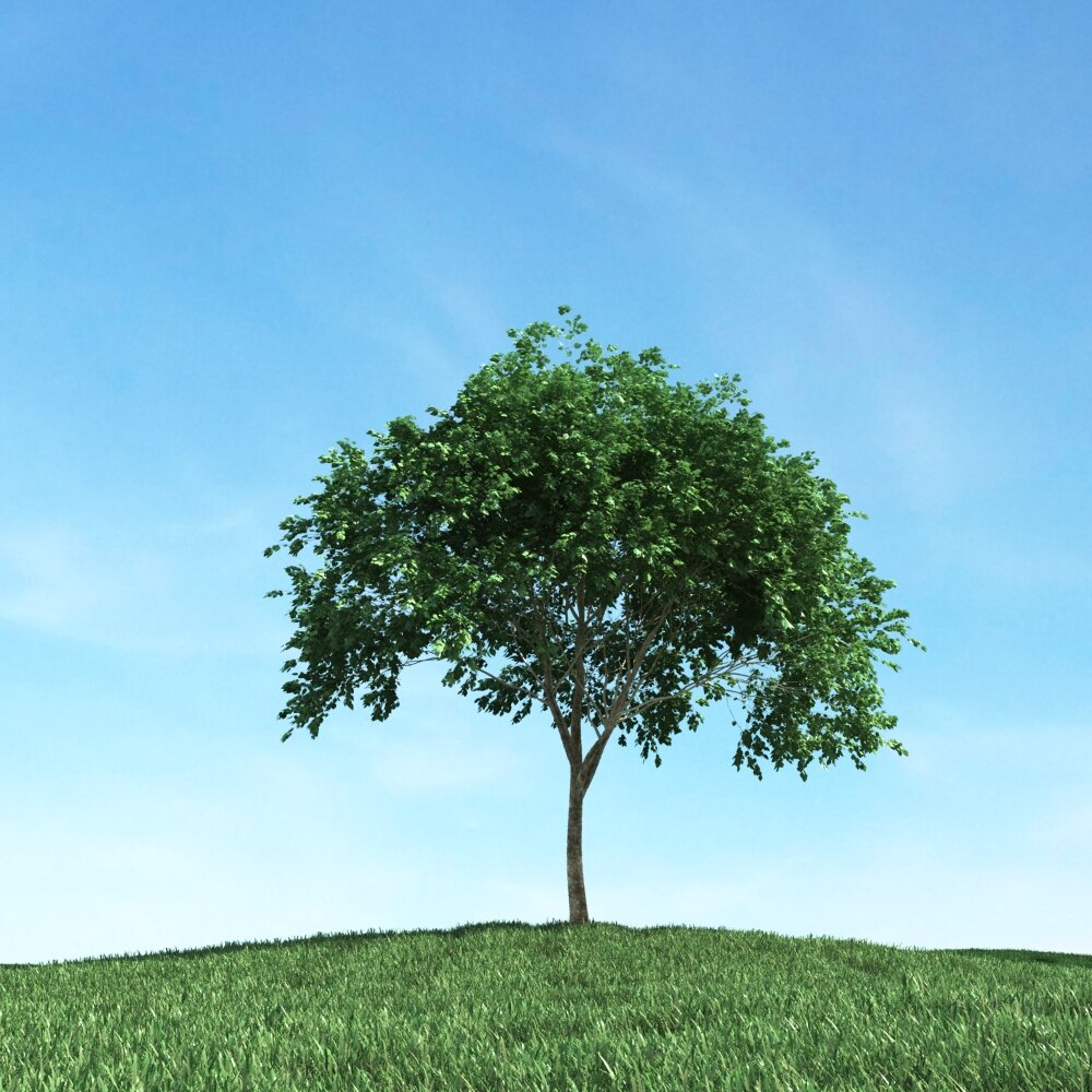 Solitary Tree 85 3D模型