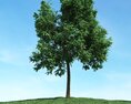 Solitary Tree 86 3D модель